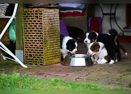 Black tri Australian Shepherd Welpe Rüde aus VDH / CASD-Zucht in Thüringen