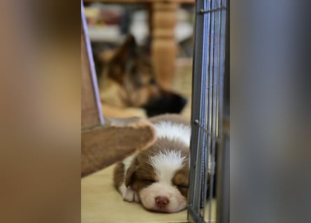 Roter Australian Shepherd Rüde Welpe aus CASD / VDH-Zucht in Thüringen