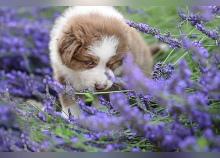 Roter Australian Shepherd Rüde Welpe aus CASD / VDH-Zucht in Thüringen