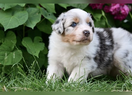 Blue-Merle Australian Shepherd Rüde Welpe aus CASD-/VDH-Zucht in Thüringen