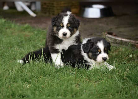 Black-tri Australian Shepherd Rüde Welpe aus CASD-/ VDH-Zucht in Thüringen