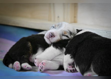 Blue-Merle Australian Shepherd Rüde Welpe aus CASD-/VDH-Zucht in Thüringen