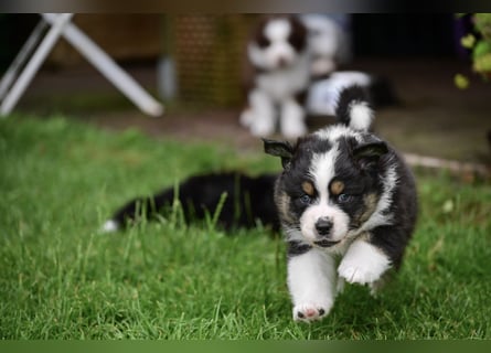 Black-tri Australian Shepherd Rüde Welpe aus CASD-/ VDH-Zucht in Thüringen