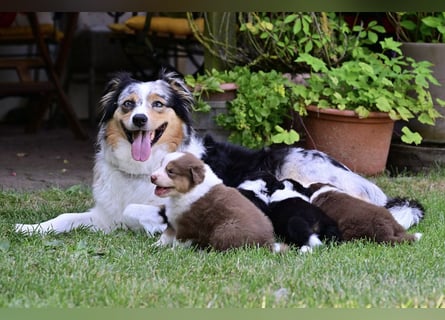 Roter Australian Shepherd Rüde Welpe aus CASD / VDH-Zucht in Thüringen