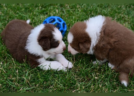 Roter Australian Shepherd Rüde Welpe aus CASD / VDH-Zucht in Thüringen