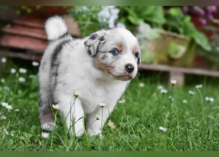 Blue-Merle Australian Shepherd Rüde Welpe aus CASD-/VDH-Zucht in Thüringen