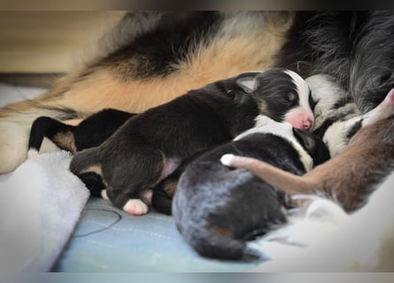 Black-tri Australian Shepherd Rüde Welpe aus CASD-/ VDH-Zucht in Thüringen