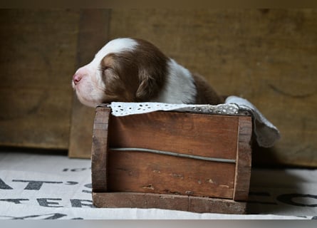 Roter Australian Shepherd Rüde Welpe aus CASD / VDH-Zucht in Thüringen