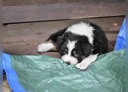 Black tri Australian Shepherd Welpe Rüde aus VDH / CASD-Zucht in Thüringen