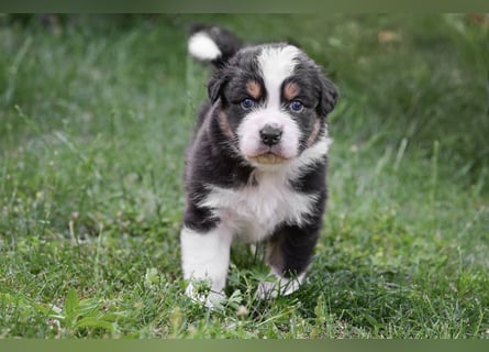 Black-tri  Australian Shepherd Rüde Welpe aus VDH / CASD Zucht in Thüringen
