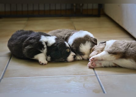 Black tri Australian Shepherd Welpe Rüde aus VDH / CASD-Zucht in Thüringen