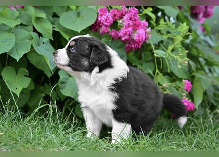 Black-tri  Australian Shepherd Rüde Welpe aus VDH / CASD Zucht in Thüringen