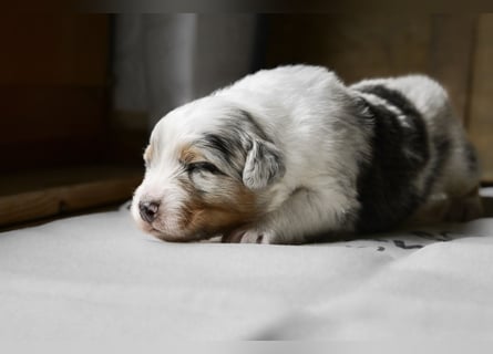 Blue-Merle Australian Shepherd Rüde Welpe aus CASD-/VDH-Zucht in Thüringen