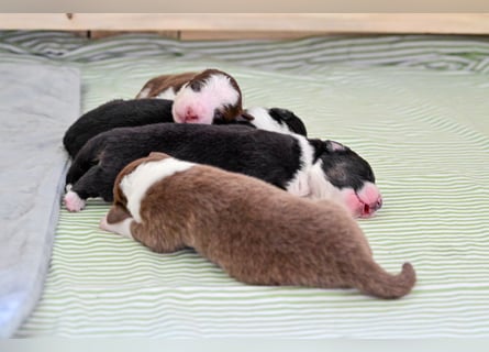 Black tri Australian Shepherd Welpe Rüde aus VDH / CASD-Zucht in Thüringen