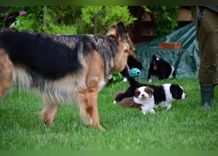 Roter Australian Shepherd Rüde Welpe aus CASD / VDH-Zucht in Thüringen