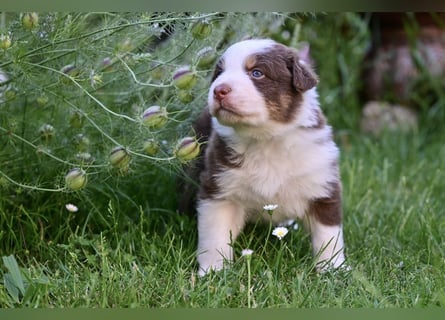 Roter Australian Shepherd Rüde Welpe aus CASD / VDH-Zucht in Thüringen