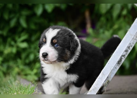 Black tri Australian Shepherd Welpe Rüde aus VDH / CASD-Zucht in Thüringen