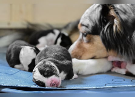 Black-tri Australian Shepherd Rüde Welpe aus CASD-/ VDH-Zucht in Thüringen