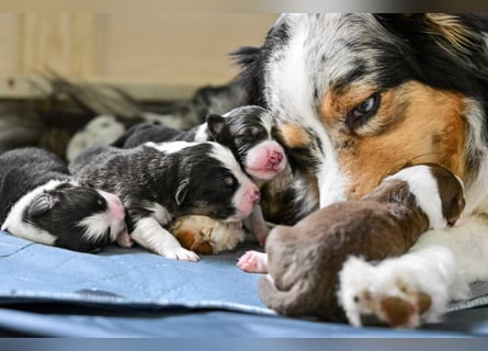 Black-tri Australian Shepherd Rüde Welpe aus CASD-/ VDH-Zucht in Thüringen
