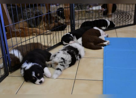Black tri Australian Shepherd Welpe Rüde aus VDH / CASD-Zucht in Thüringen