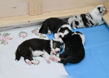 Black tri Australian Shepherd Welpe Rüde aus VDH / CASD-Zucht in Thüringen