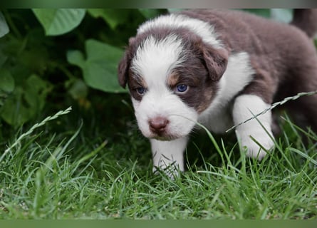 Roter Australian Shepherd Rüde Welpe aus CASD / VDH-Zucht in Thüringen