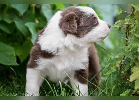 Roter Australian Shepherd Rüde Welpe aus CASD / VDH-Zucht in Thüringen