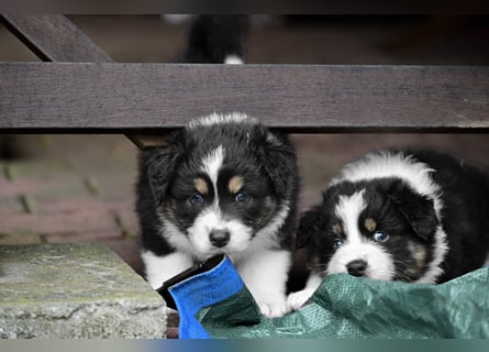 Black tri Australian Shepherd Welpe Rüde aus VDH / CASD-Zucht in Thüringen