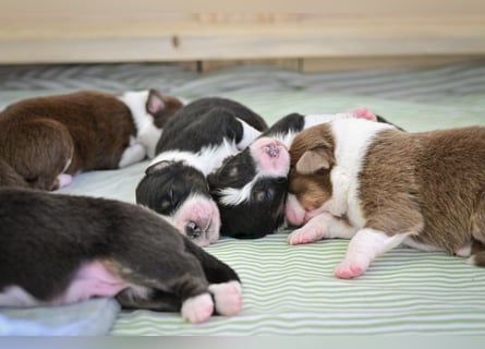 Roter Australian Shepherd Rüde Welpe aus CASD / VDH-Zucht in Thüringen
