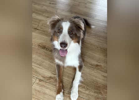 Lui sucht seine Familie