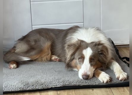 Lui sucht seine Familie