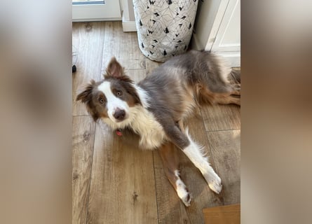 Lui sucht seine Familie