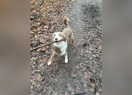 Lui sucht seine Familie