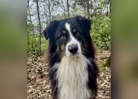 Toller Australian Shepherd Rüde sucht umständehalber eine neue Familie
