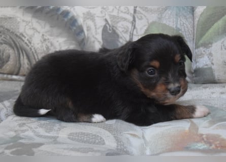 Wunderschöne Mini Ausiewelpen,aus seriös. Zucht!