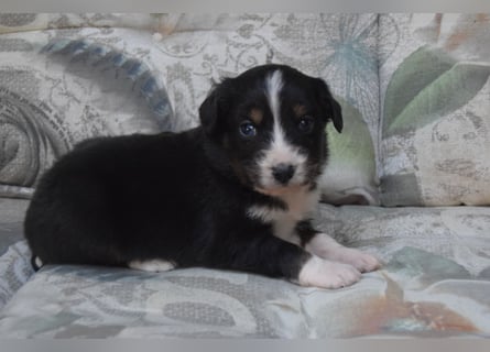 Wunderschöne Mini Ausiewelpen,aus seriös. Zucht!