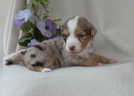 Wunderschöne Mini Ausiewelpen,aus seriös. Zucht!