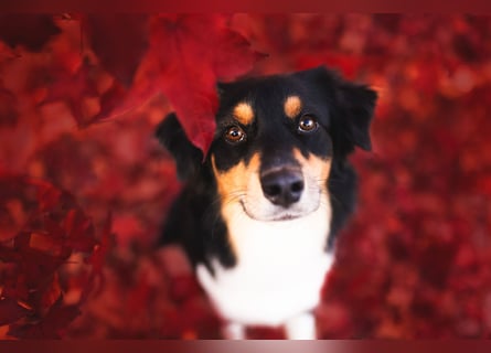 Australian-Sheperd-Hündin sucht neues Zuhause