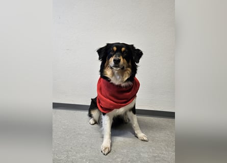 Australian-Sheperd-Hündin sucht neues Zuhause