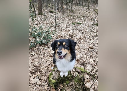 Australian-Sheperd-Hündin sucht neues Zuhause