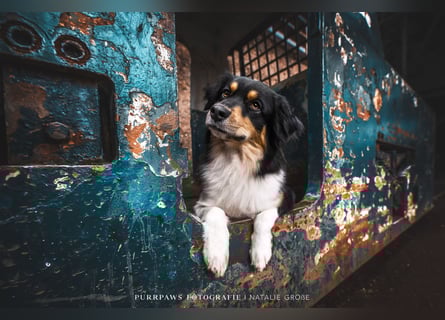 Australian-Sheperd-Hündin sucht neues Zuhause