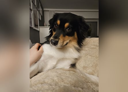 Australian-Sheperd-Hündin sucht neues Zuhause