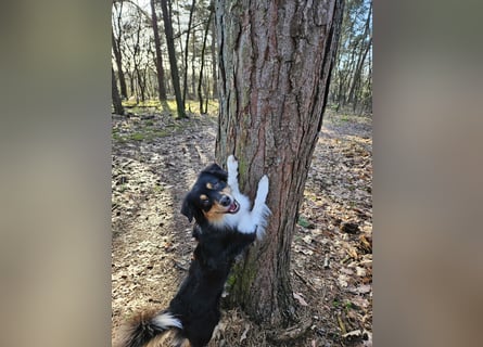 Australian-Sheperd-Hündin sucht neues Zuhause