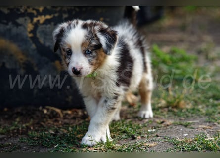 Australien Shepherd Welpen in Red Merl, Blue Merl und Black Tri abzugeben!