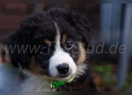 Australien Shepherd Welpen in Red Merl, Blue Merl und Black Tri abzugeben!