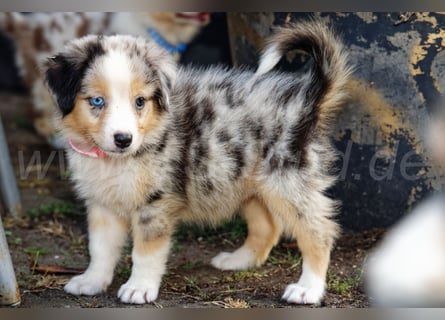 Australien Shepherd Welpen in Red Merl, Blue Merl und Black Tri abzugeben!