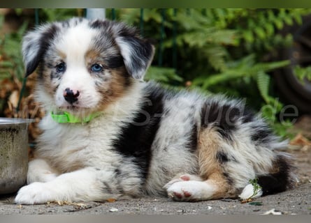 Australien Shepherd Welpen in Red Merl, Blue Merl und Black Tri abzugeben!