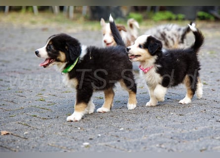 Australien Shepherd Welpen in Red Merl, Blue Merl und Black Tri abzugeben!