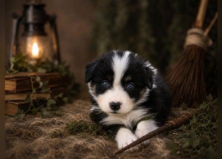 Australian Shepherd, Aussie Welpen