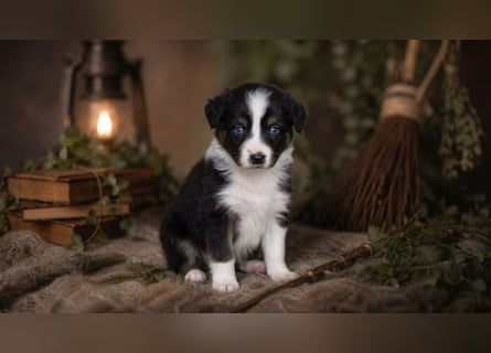 Australian Shepherd, Aussie Welpen